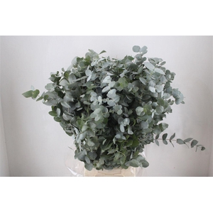 Euca Cinerea 300gr P Bunch