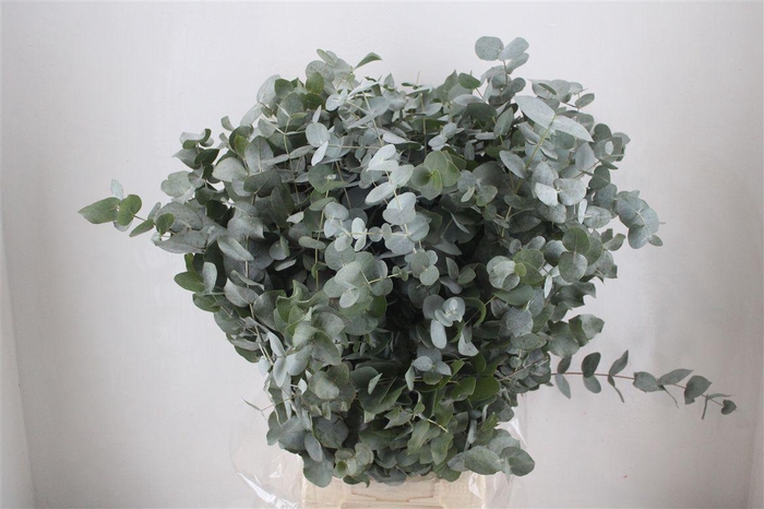 <h4>Euca Cinerea 300gr P Bunch</h4>