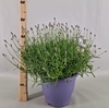 Lavandula angustifolia Essence Pur