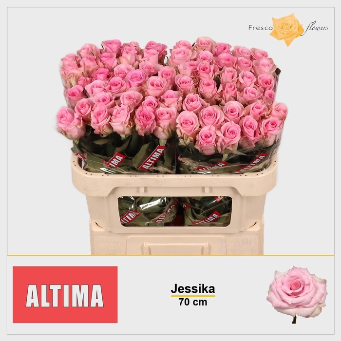 <h4>R GR JESSIKA</h4>