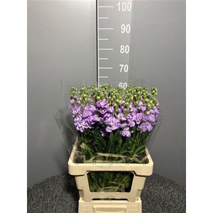 Matth Iron Marine 50cm