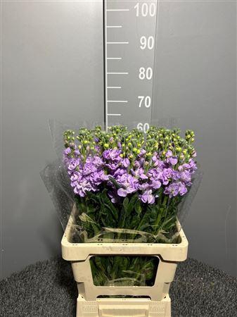 <h4>Matth Iron Lavendel</h4>