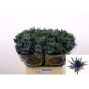Eryngium Aquarius Qstar Blue 60cm