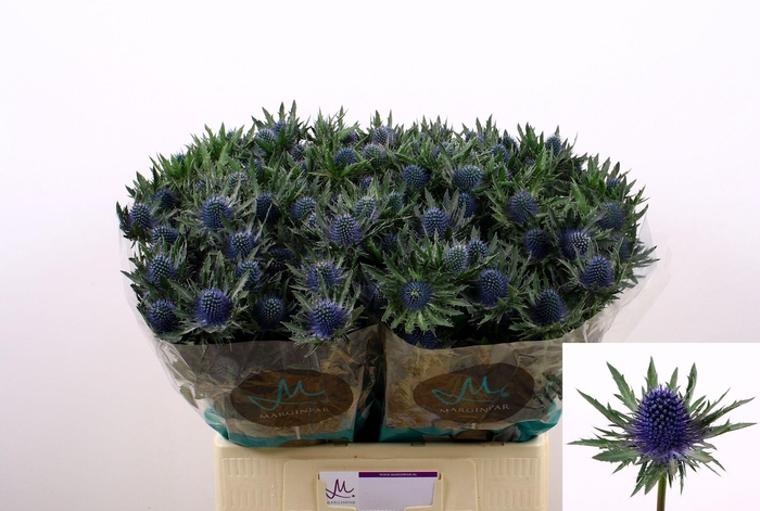 <h4>Eryngium Aquarius Qstar Blue 60cm</h4>