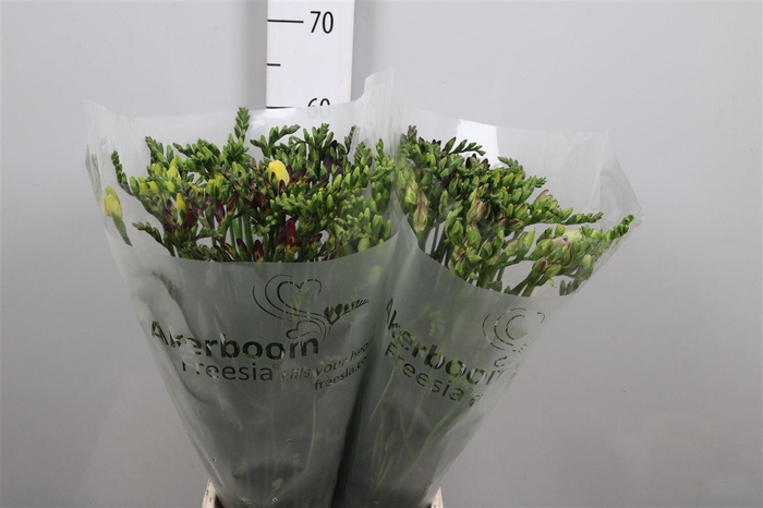 <h4>Fr En Gemengd 18gr</h4>