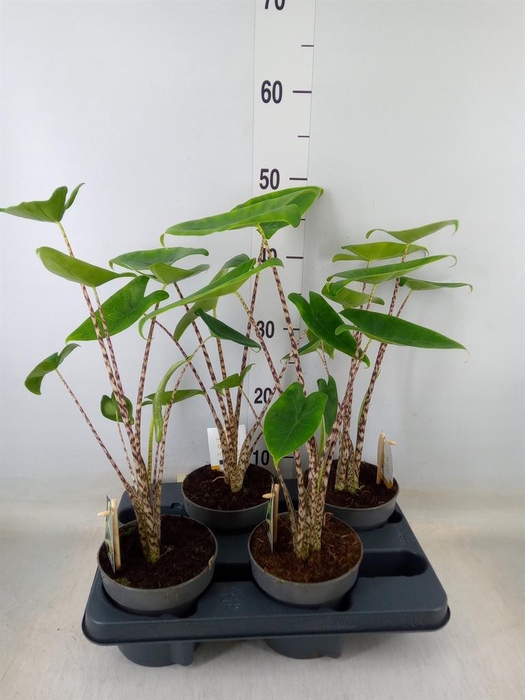 <h4>Alocasia zebrina</h4>