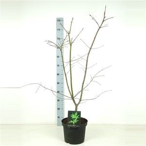 Acer japonicum 'Aconitifolium' P26 Full CC