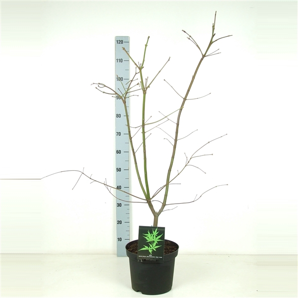 <h4>Acer japonicum 'Aconitifolium' P26 Full CC</h4>