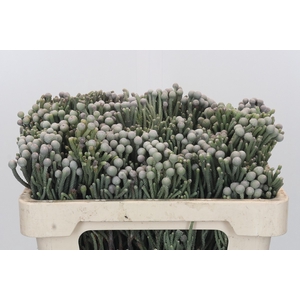 Kaaps Groen Silver Brunia