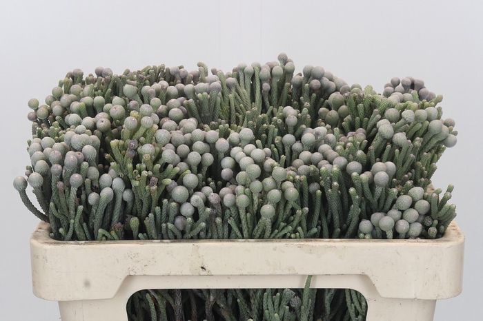 Kaaps Groen Silver Brunia