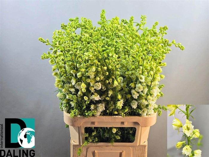 <h4>Delph Cons R Qis White</h4>