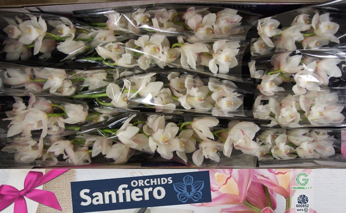 <h4>CYMB T POMPEI</h4>