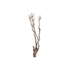 Syringa Branch Super Floessel