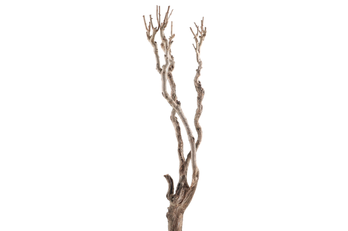 Syringa Branch Super Floessel