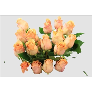 Rosa ec nectarine