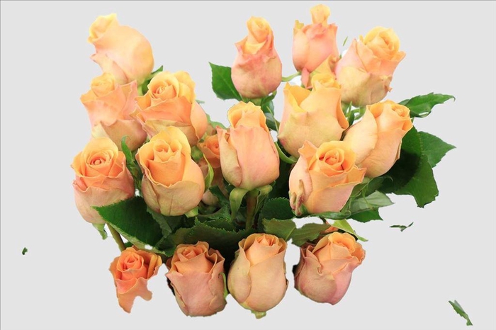 <h4>Rosa ec nectarine</h4>