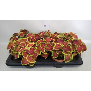 Plectranthus col.   ...