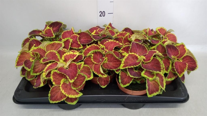 <h4>Plectranthus col.   ...</h4>