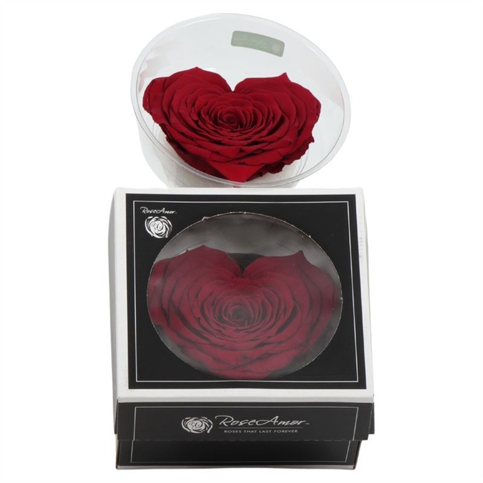 <h4>Rosa Preserved Heart Xxl Red 01</h4>