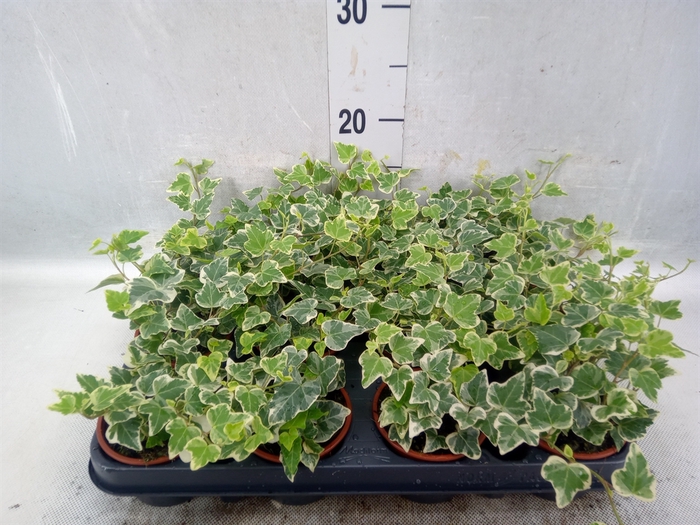 <h4>Hedera helix 'Eva'</h4>