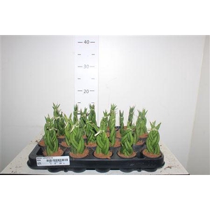 Sansev Cylindrica Ov