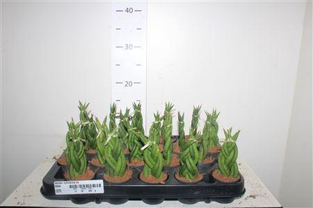 Sansev Cylindrica Ov