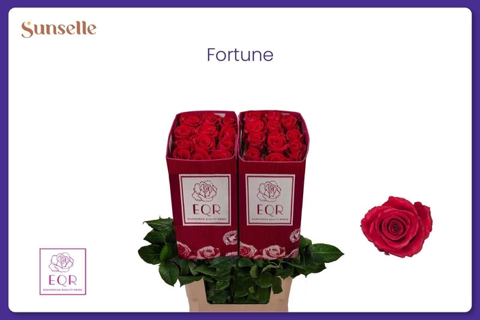 <h4>R GR FORTUNE</h4>