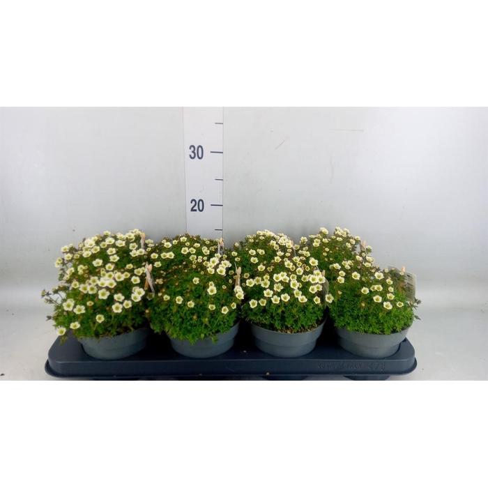 <h4>Saxifraga arend.</h4>
