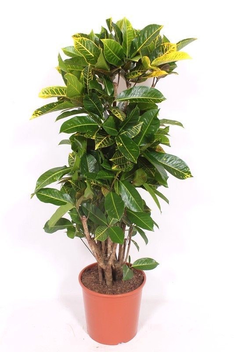 <h4>Codiaeum Petra</h4>