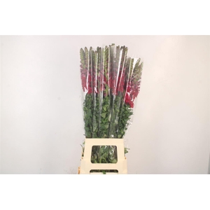 ANTIRRHINUM IT. RED