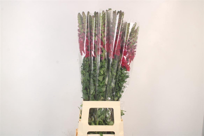 <h4>ANTIRRHINUM IT. RED</h4>