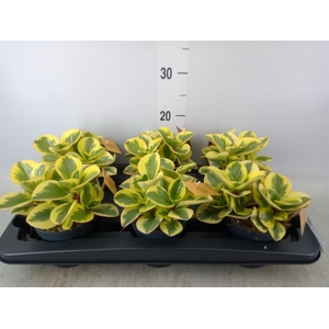 Peperomia obt. 'Obtipan Bicolor'