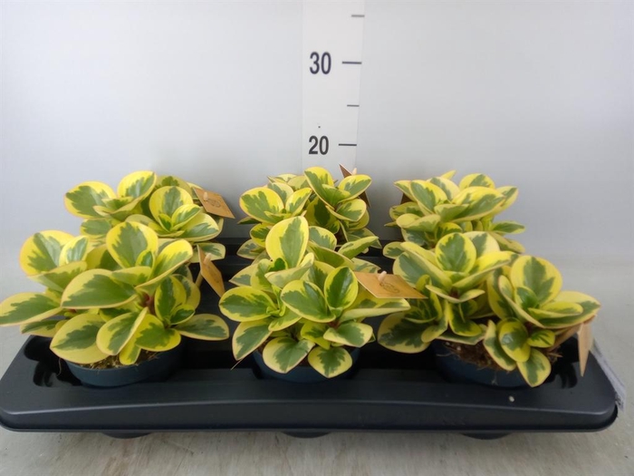 <h4>Peperomia obt. 'Obtipan Bicolor'</h4>