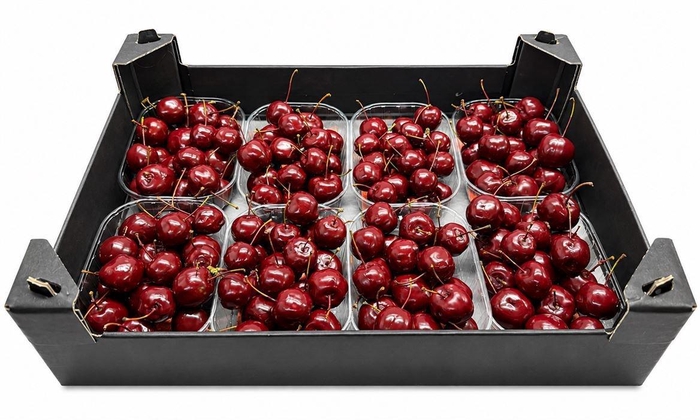 <h4>WAX APPEL H%</h4>