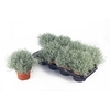 Leucophyta (Calocephalus) brownii Whimsy Silver