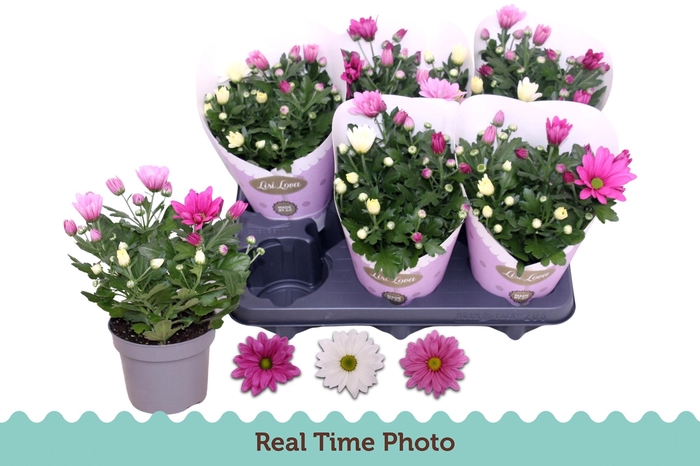 <h4>CHRYS GEM IN POT</h4>