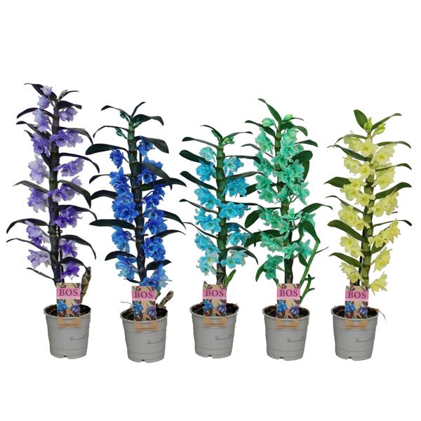 <h4>Dendrobium Nobile, Colour 1-tak mix (inject)</h4>
