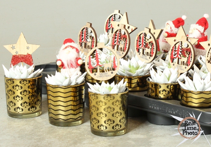 <h4>ARR KAMERPLANTEN H%</h4>