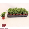 Rhipsalis HPCrispata5,5