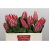 Protea Cynaroides Claire