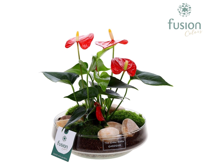 <h4>Green Bottle Iris Medium met Anthurium</h4>