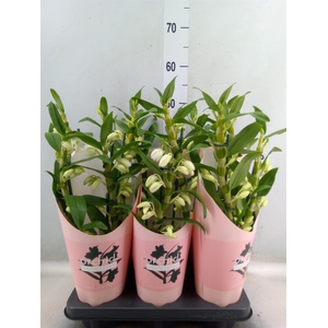 Dendrobium nob. 'StarCla Apollon'