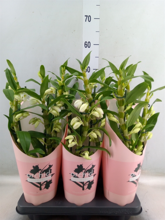 <h4>Dendrobium nob. 'StarCla Apollon'</h4>