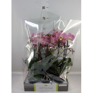 Phalaenopsis  'Ant Padova'