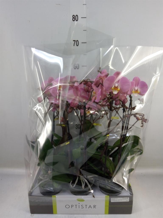 <h4>Phalaenopsis 'Ant Padova'</h4>