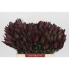 Leucadendron Saf Sunset Dark R.