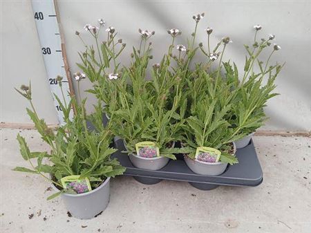 <h4>Verbena Rigida</h4>