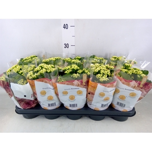 Kalanchoe blos. 'RosDon Dione'