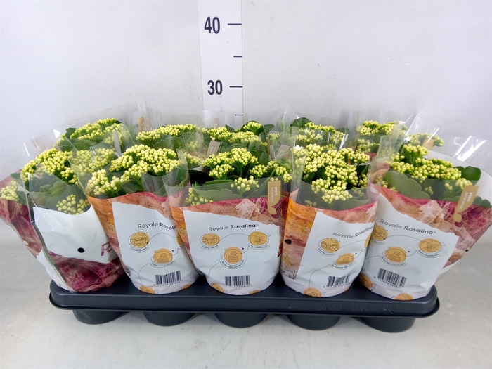 <h4>Kalanchoe blos. 'RosDon Dione'</h4>