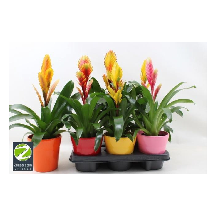 <h4>VRIES GEM 6 SRT</h4>